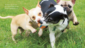 Veel voorkomende problemen aan de knie bij honden