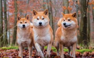 Shiba