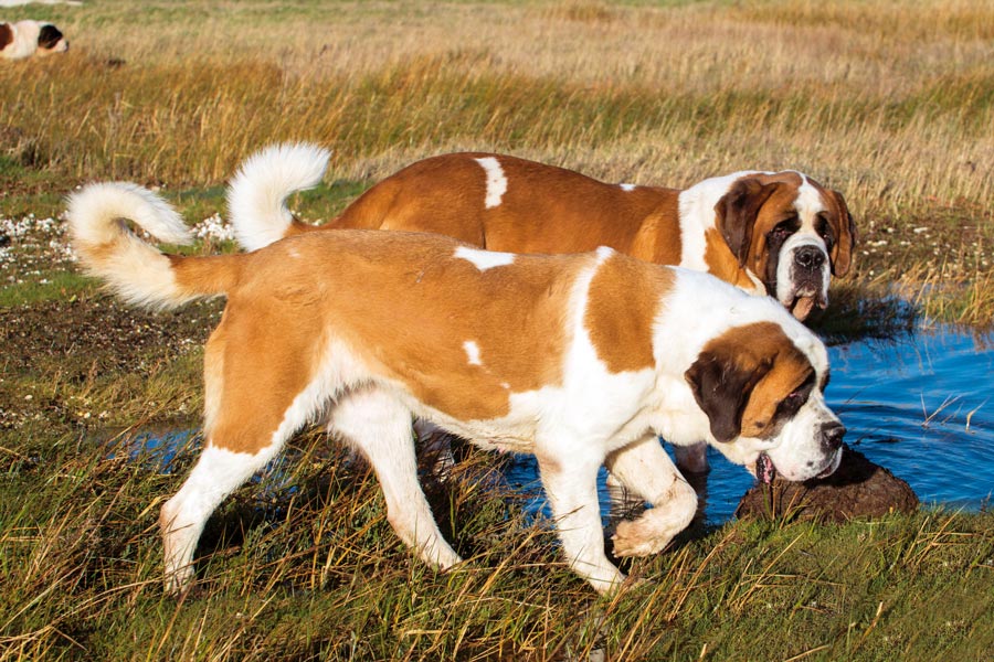 Ongebruikt De Sint Bernard: Van redder tot huishond... - Onze Hond QU-06