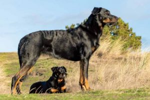 Beauceron met pup