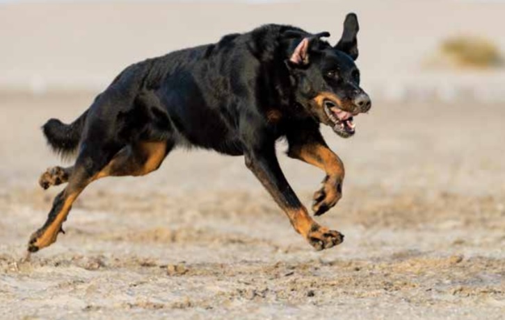 Beauceron