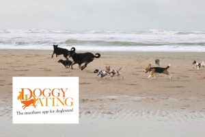 Doggydating honden in zee