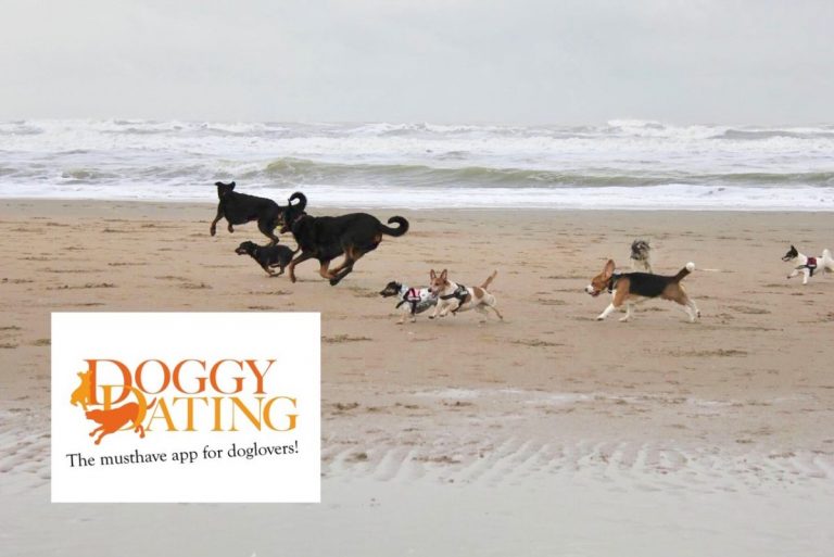 Doggydating honden in zee