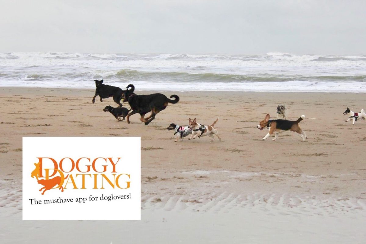 Doggydating honden in zee