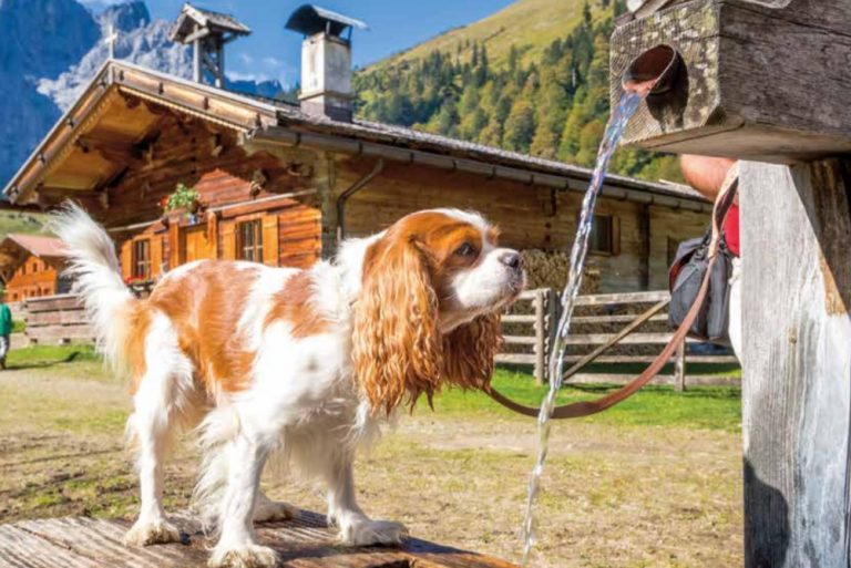 Kamperen met de hond