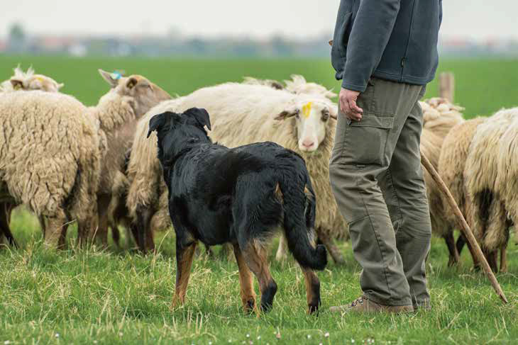 Beauceron