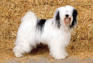 Tibetaanse Terrier