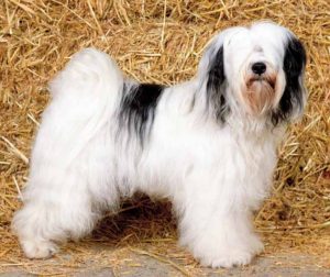 Tibetaanse Terrier