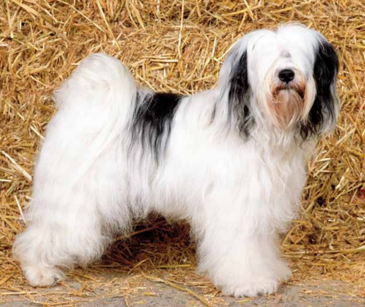 Tibetaanse Terrier