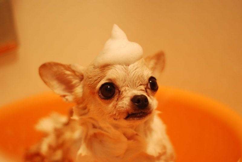 animal-blur-canine-485294