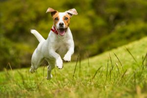 Hond in gras