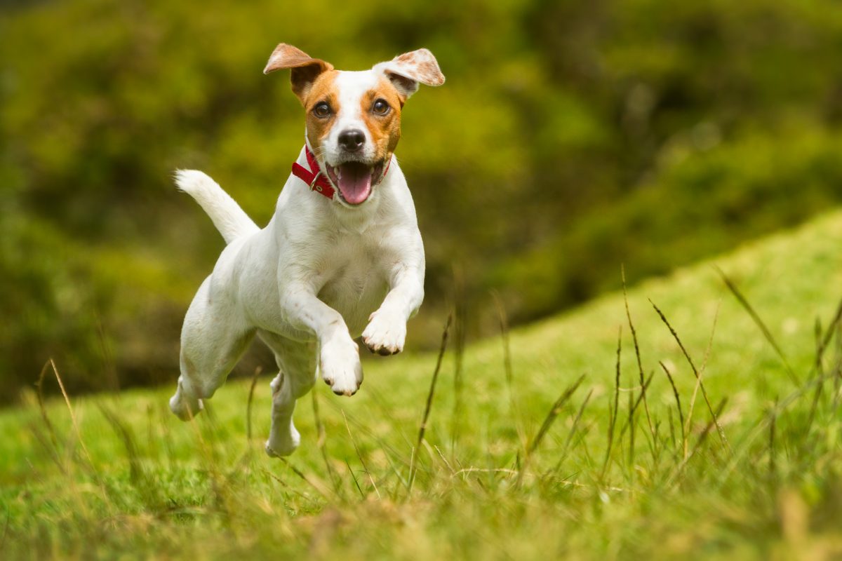 Hond in gras
