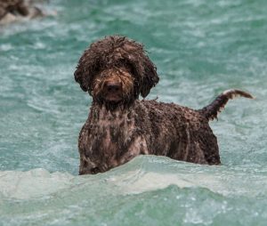 hond in water