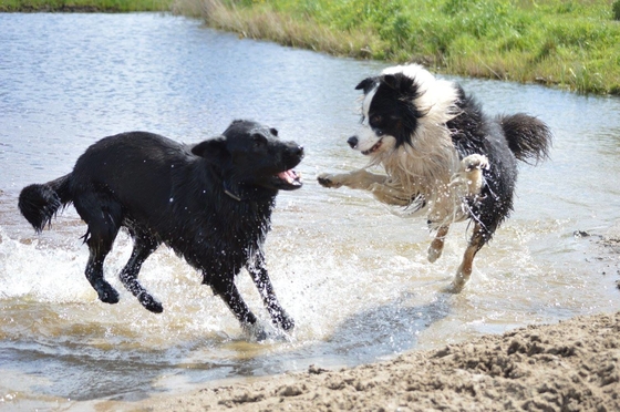 spelende honden