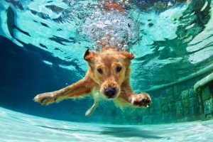 hond in het water