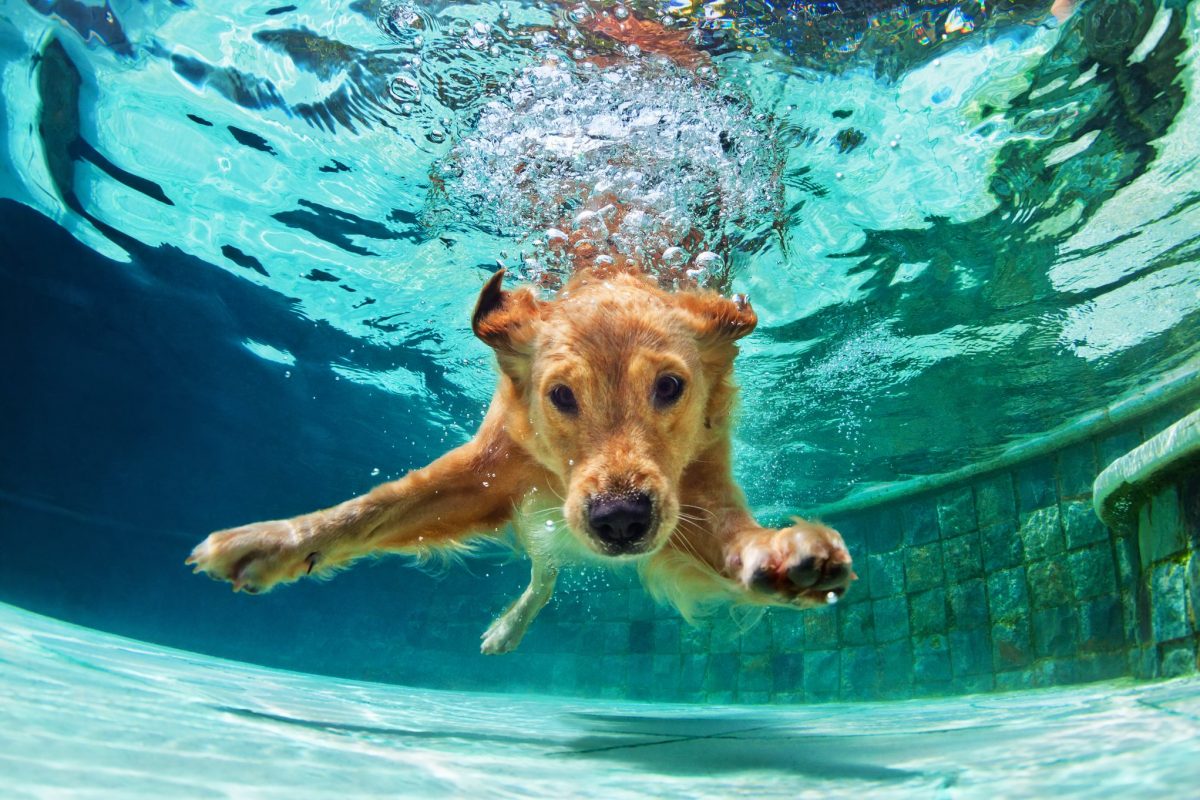 hond in het water