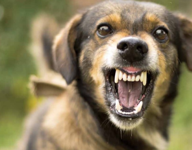 Agressie hond
