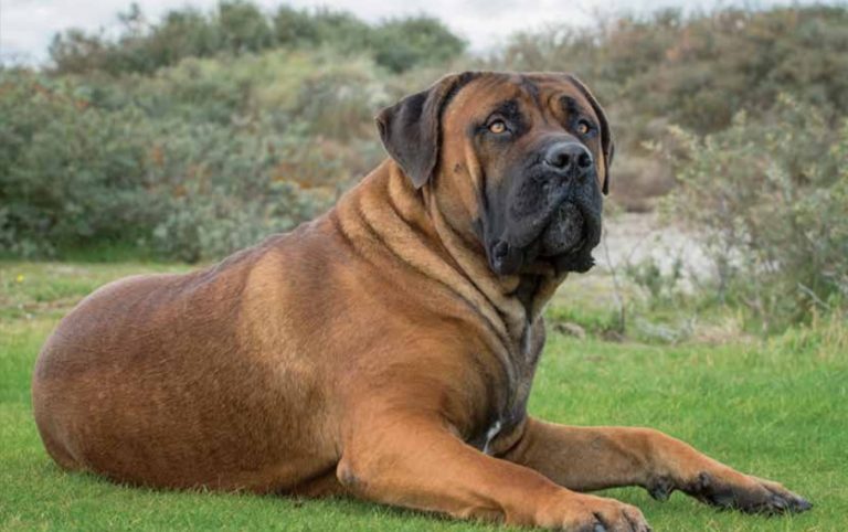 Boerboel 2