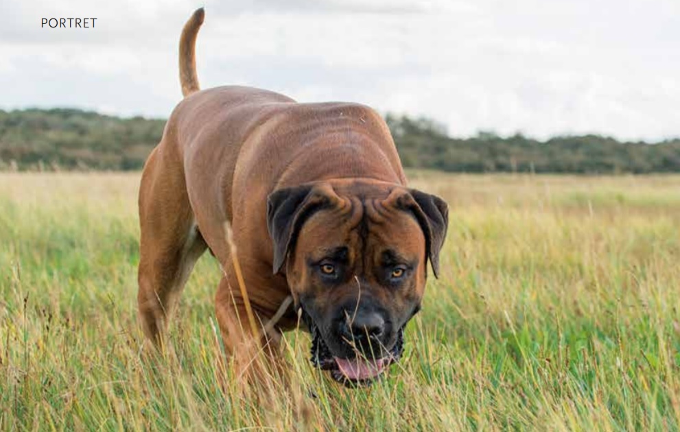 Boerboel portret