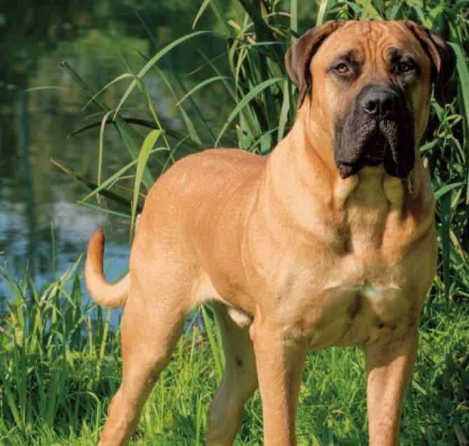 Boerboel