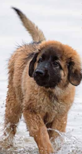 Leonberger pup