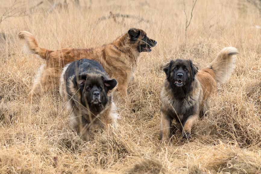 Leonberger