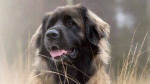 Leonberger