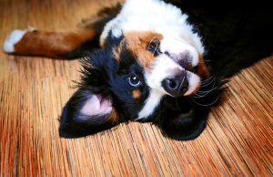 Berner sennen pup