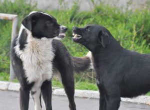 Agressie bij honden