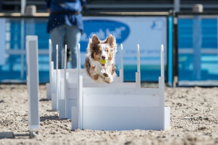 Hond flyball