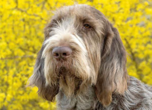 Spinone Italiano