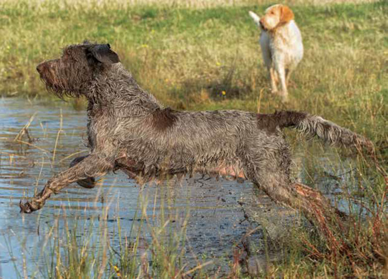 Spinone Italiano