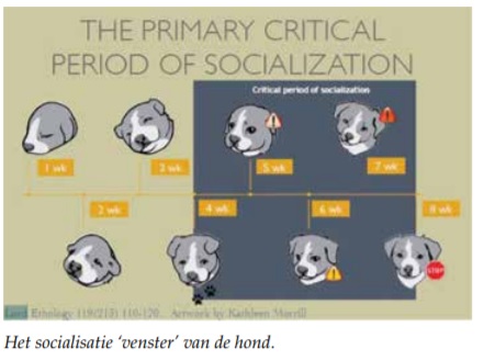 Het socialisatie ‘venster’ van de hond.