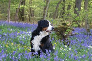 Berner sennenhond