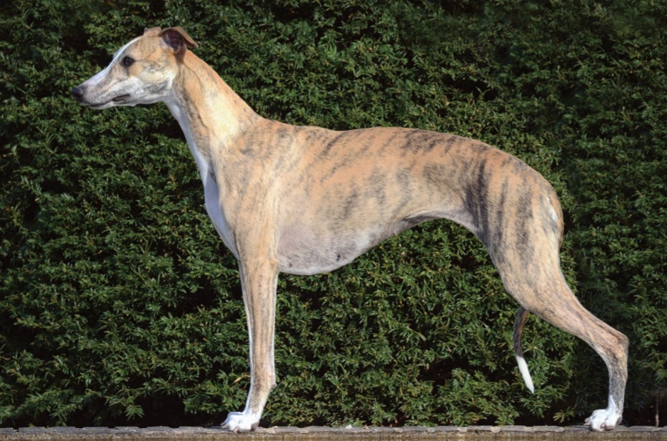 Whippet