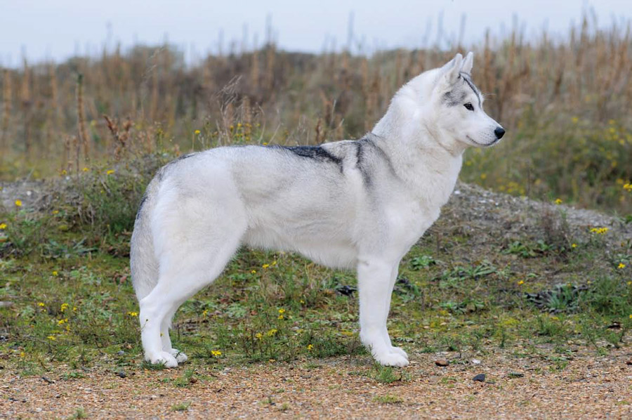 Hilarisch Fictief aanbidden Husky: vriendelijk, intelligent en een tikkie koppig – Onze Hond