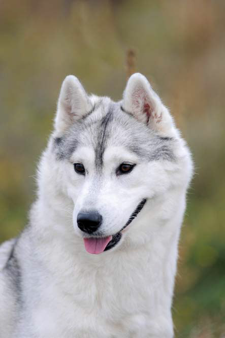 Hilarisch Fictief aanbidden Husky: vriendelijk, intelligent en een tikkie koppig – Onze Hond