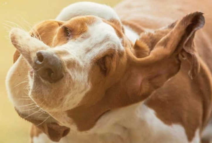 Schuddende hond
