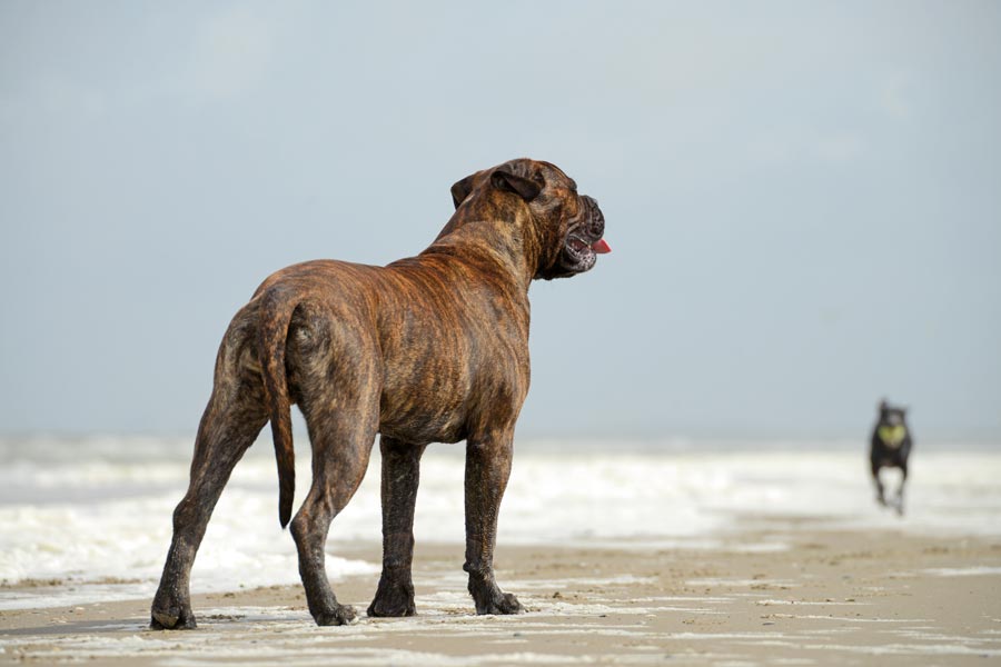 Bullmastiff