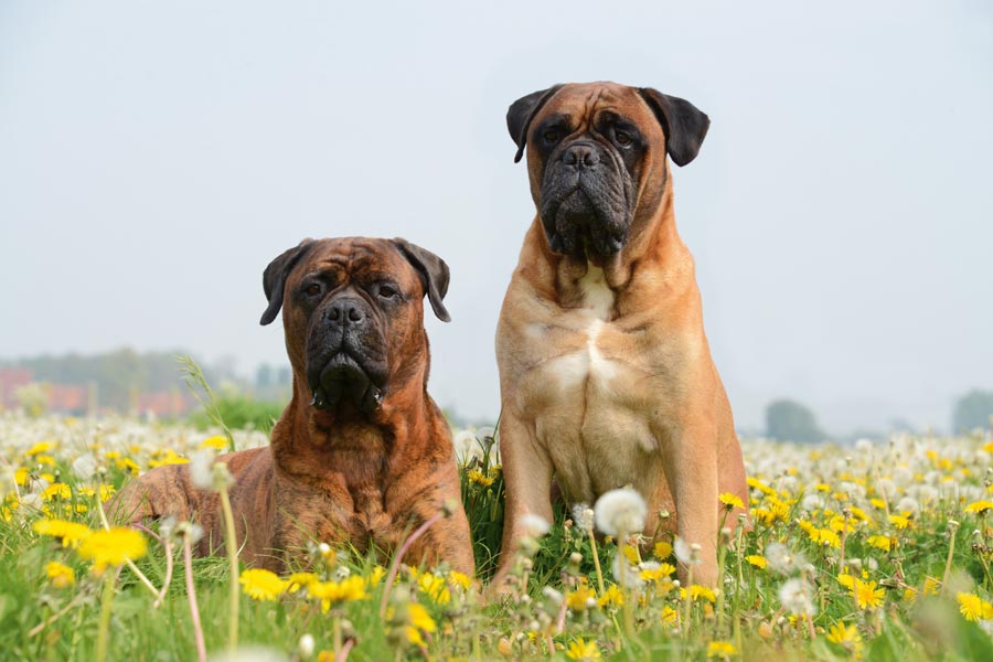 Bullmastiff