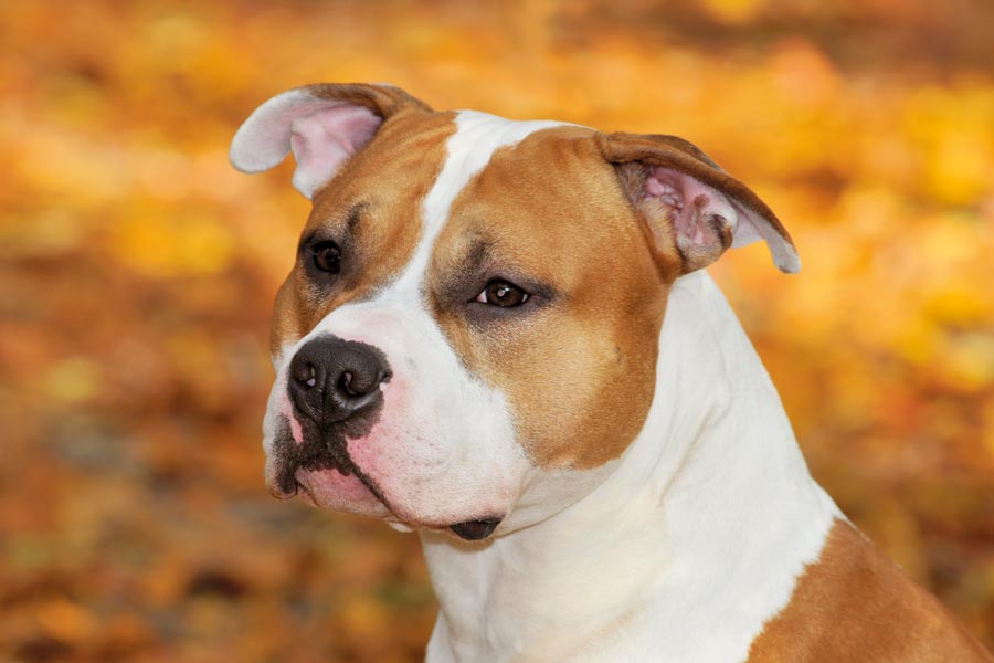 American Staffordshire Terrier