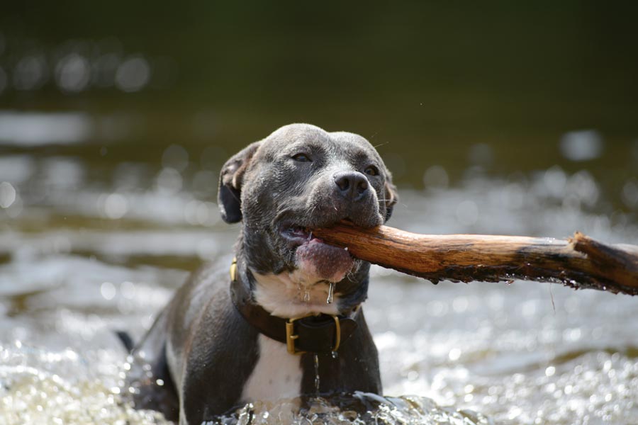 American Staffordshire Terrier