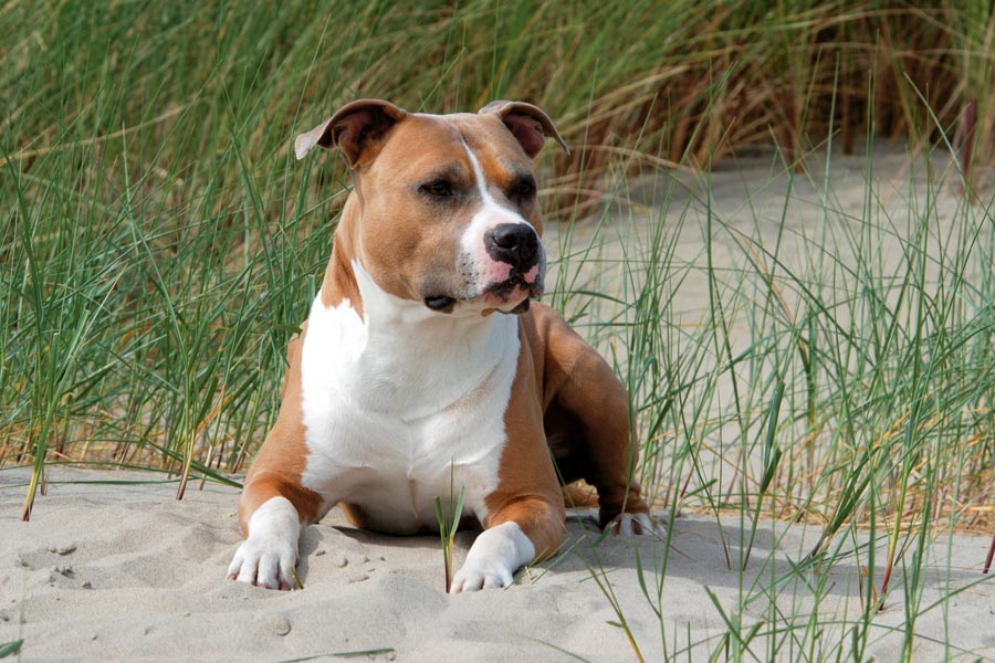 American Staffordshire Terrier