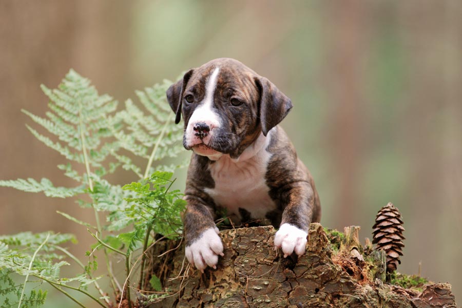 American Staffordshire Terrier