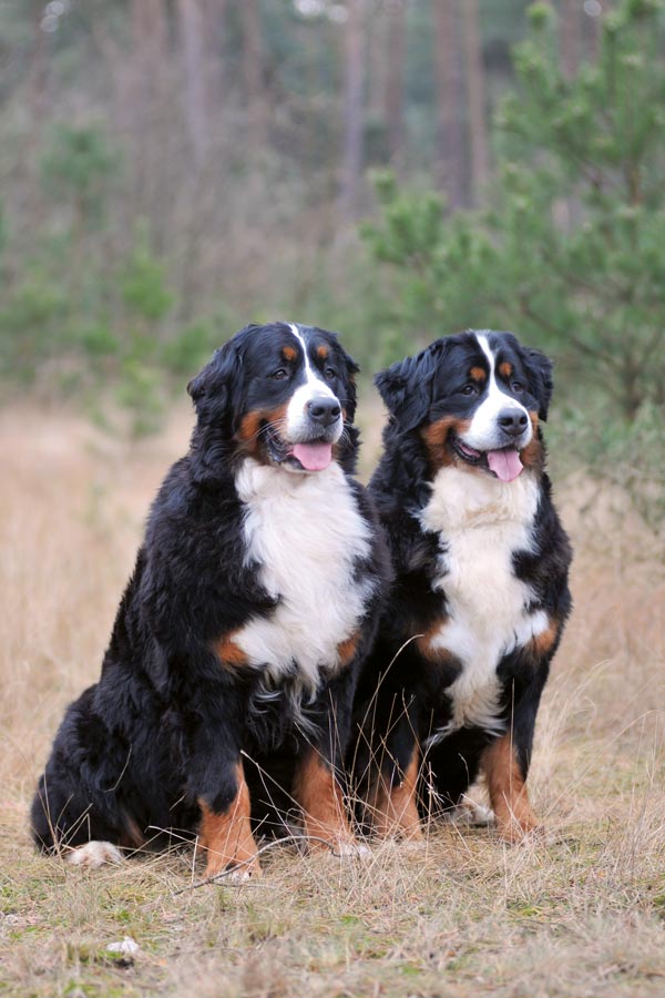 Berner Sennenhond