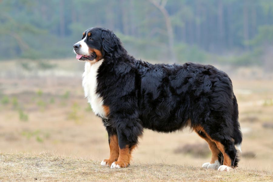 Berner Sennenhond