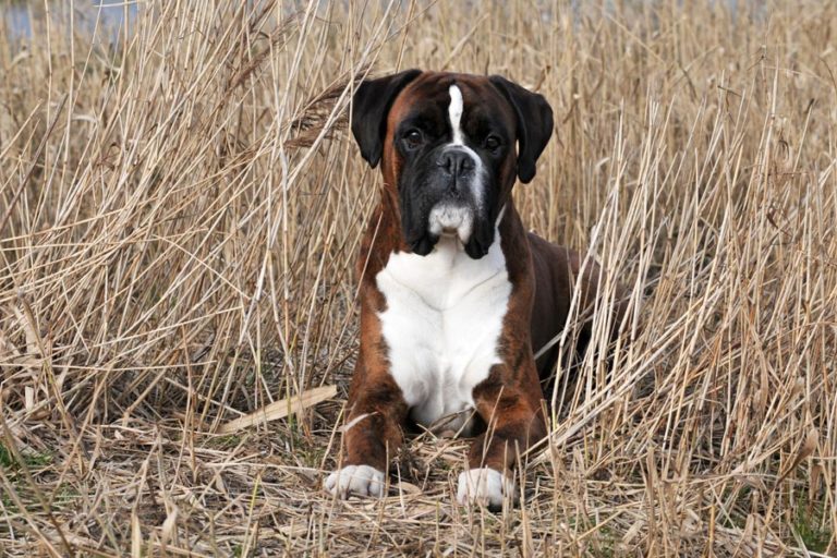 Hondenrassen Alles over verschillende hondenrassen Onze Hond