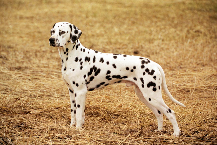 Dalmatische Hond