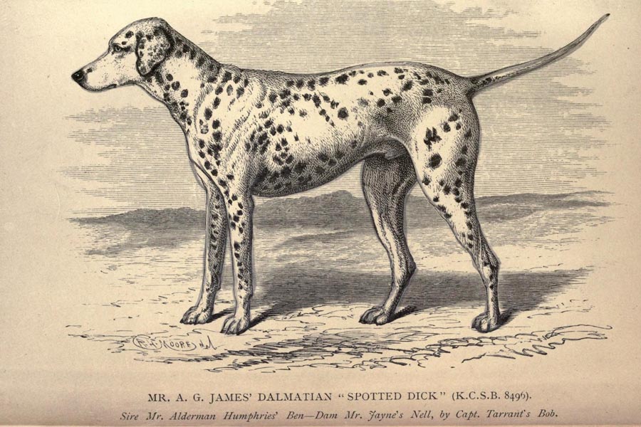 Dalmatische Hond