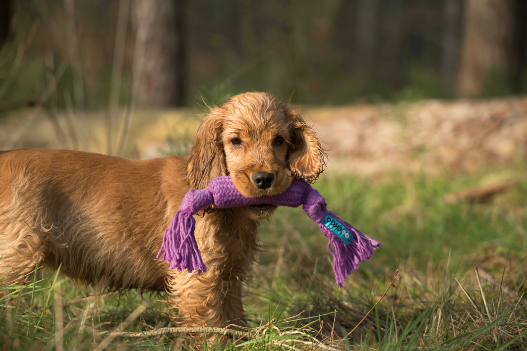 Cocker Spaniel